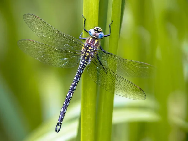 Pelosa Libellula Brachytron Pratense Poggiata Sulla Vegetazione Uno Sfondo Verde — Foto Stock