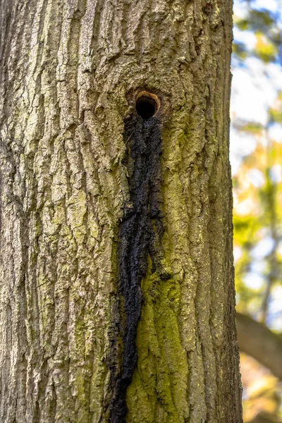 Fledermauskolonie Baumhöhle Des Alten Spechtnestes Mit Typischem Dungstreifen Auf Rinde — Stockfoto