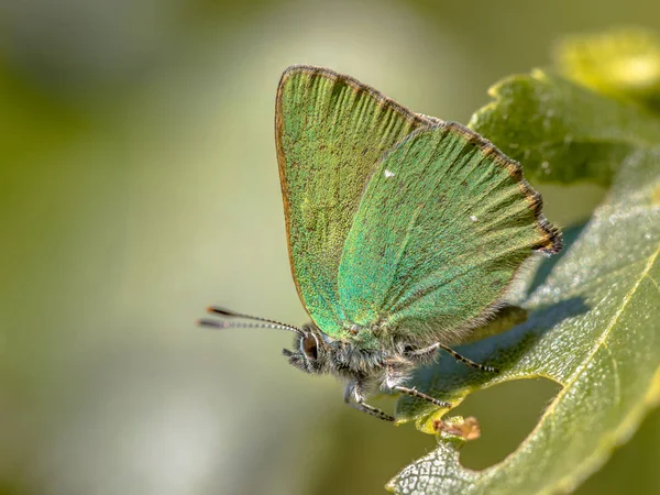 Πράσινο Hairstreak Callophrys Rubi Πεταλούδα Στηρίζεται Πράσινο Φύλλο Πράσινο Φόντο — Φωτογραφία Αρχείου