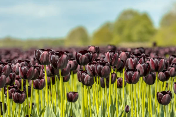 Black Tulip field sunny scene from closeup flowers in front to the horizon. Netherlands