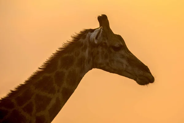 Żyrafa Giraffa Giraffa Sylwetka Pomarańczowy Popołudniowe Światło Stojący Kruger Park — Zdjęcie stockowe