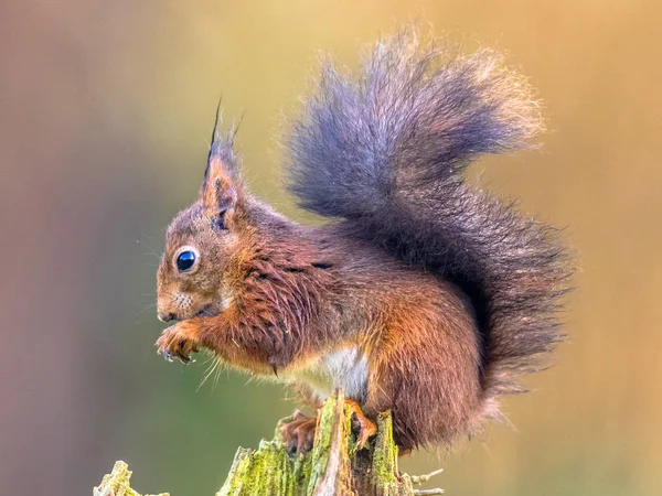 Vörös Mókus Sciurus Vulgaris Törzse Míg Állat Mellső Magokat Eszik — Stock Fotó