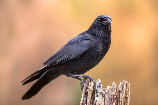 Carrión Cuervo Corvus Corone Pájaro Negro Encaramado Tronco Del Árbol —  Fotos de Stock