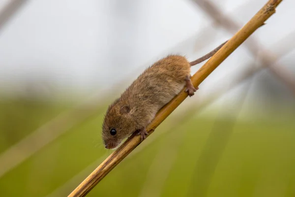 Sběr Myši Micromys Minutus Chápavý Ocas Lezení Rákos Phragmites Australis — Stock fotografie