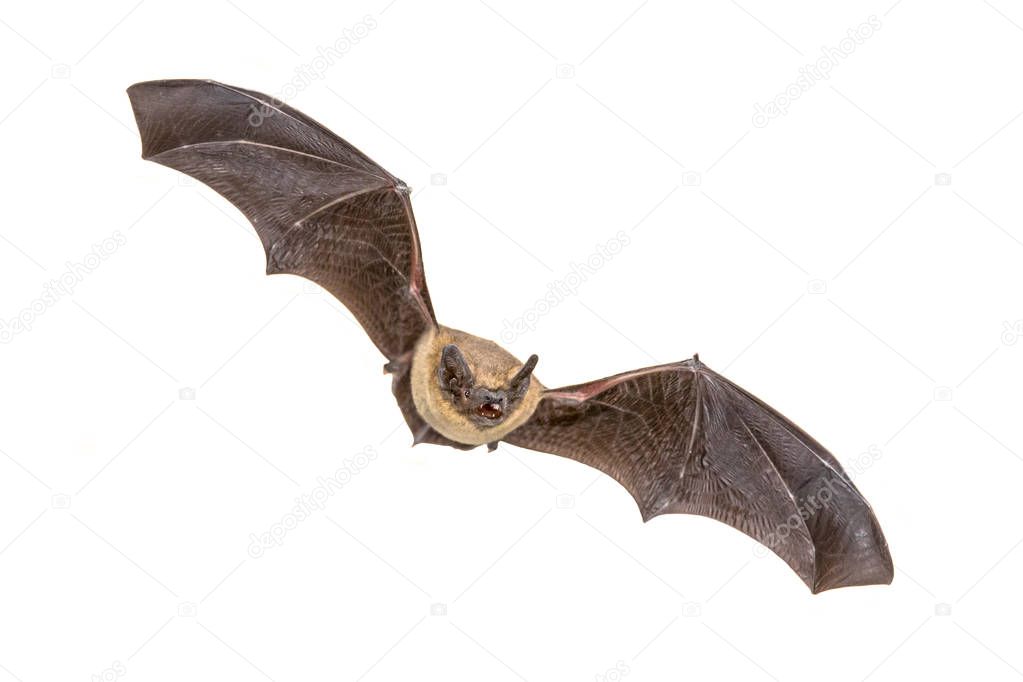 Flying Pipistrelle bat (Pipistrellus pipistrellus) action shot of hunting animal isolated on white background. This species is know for roosting and living in urban areas in Europe and Asia.