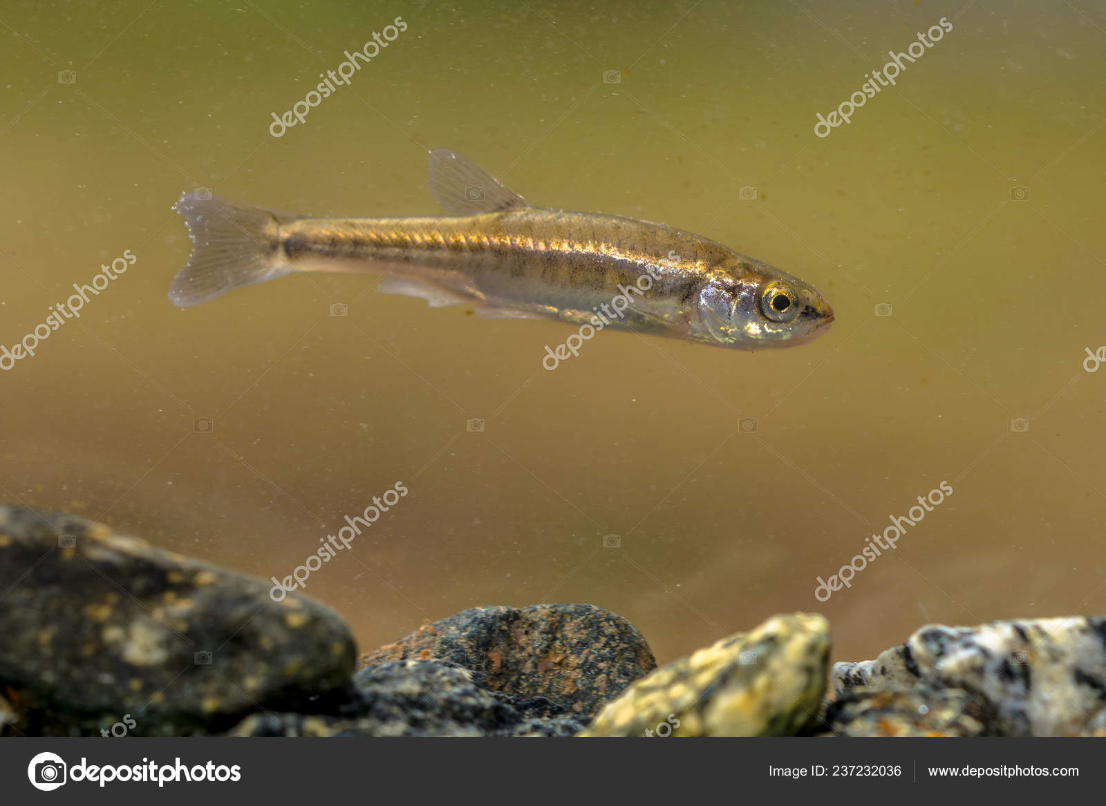 Eurasian Minnow Phoxinus Phoxinus Small Species Freshwater Fish Carp Family  Stock Photo by ©CreativeNature 237232036