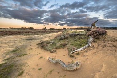 Günbatımı üzerinde kum tepeleri Hoge Veluwe Milli Parkı'nda ili Gelderland, Hollanda kaydeder