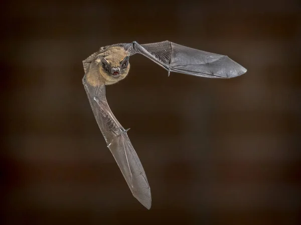 Zwergfledermaus Pipistrellus Pipistrellus Fliegt Der Dunkelheit Auf Den Dachboden Eines — Stockfoto
