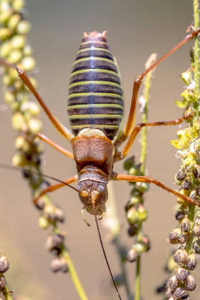 Beroemde Zadel Backed Bush Cricket Ephippiger Ephippiger Deze Opvallende Sprinkhaan — Stockfoto