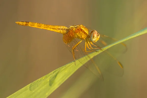 Jižní Vážka Sympetrum Meridionale Vážek Reed Klidné Zázemí Přírodní Rezervaci — Stock fotografie