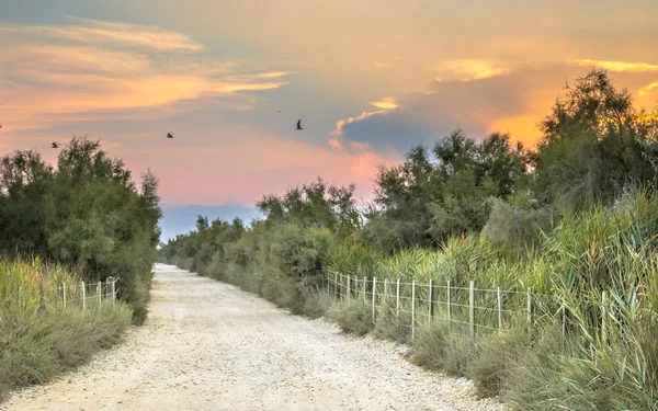 Weg Door Camarque Tijdens Prachtige Zonsondergang Het Regionale Natuurgebied Provence — Stockfoto