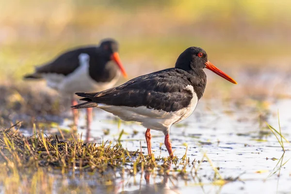 Nehir Kıyısında Yemeğe Bakarken Gölet Göllerde Alaca Poyraz Kuşugiller Haematopus — Stok fotoğraf