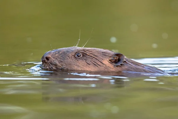 European Beaver Castor Fiber Swimming Colorful Water Sunset Biesbosch Nature — Stock Photo, Image