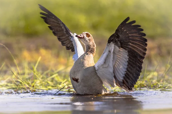 Ägyptische Gans Alopochen Aegyptiaca Die Flügel Ausbreitet Und Kurz Davor — Stockfoto