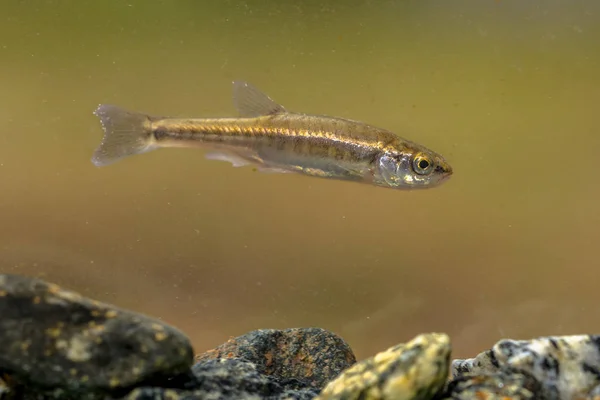 ユーラシア ミノー Phoxinus Phoxinus コイ家族コイ科の淡水魚の小さな種です 岩の下の小川でのスイミング — ストック写真