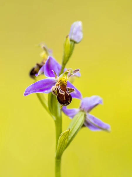 Grupo Orquídeas Abeja Ophrys Apifera Flores Rosadas Imitando Insectos Abeja — Foto de Stock
