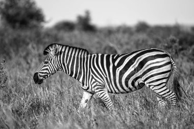 Kruger milli parkı Güney Afrika'da siyah beyaz Ortak Zebra (Equus quagga)