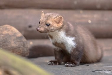 House sansar (Martes foina) kayın Marten veya kaya sansarı da bilinir. Dinlenme ve konut bina arka bahçesinde rahatlatıcı