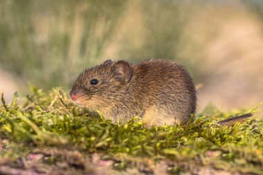Banka sıçanı (Myodes glareolus; eski adı Clethrionomys glareolus). Doğal ortamda moss üzerinde kırmızı-kahverengi kürklü küçük sıçanı