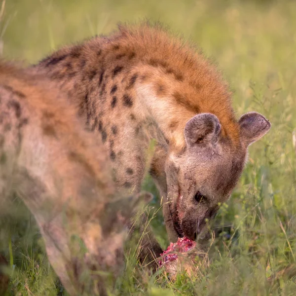 Spotted Hyena Crocuta Crocuta Scavenger Feeding Carcass Blood Mouth Green — Stok fotoğraf
