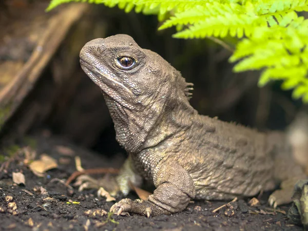 Tuatara Fósil Viviente Reptil Nativo Endémico Nueva Zelanda Animal Entorno — Foto de Stock