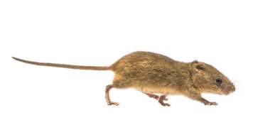 Beyaz arka planda yürüyen Şirin Hasat Faresi (Mikromys minute), stüdyo çekimi. Bu, Avrupa ve Asya 'ya özgü en küçük kemirgen türüdür. Tipik olarak buğday ve yulaf gibi tahıl tarlalarında saz yataklarında bulunur..