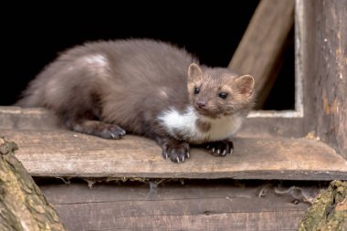 Beech Marten (Martes foina) also known as Stone Marten or House marten. resting and relaxing in window sill of barn clipart