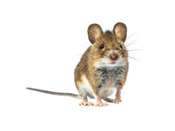 Entzückende Waldmaus Apodemus Sylvaticus Isoliert Auf Weißem Hintergrund Diese Niedlich — Stockfoto