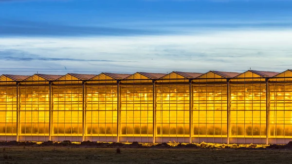 Illuminated Industrial Greenhouse Yellow Lights Blue Sky Westland Area Netherlands — Stock Photo, Image