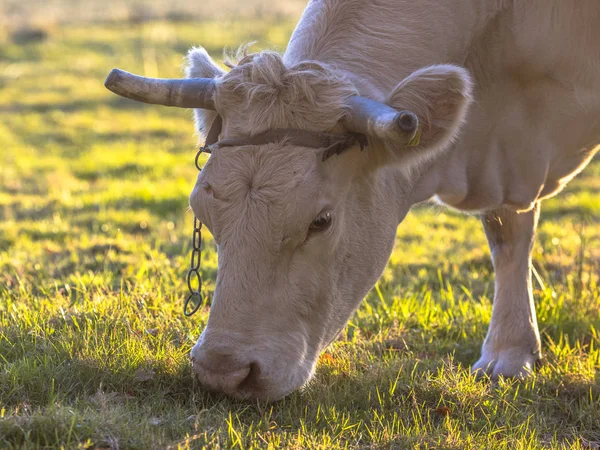 Vaca Branca Pastando Pastagens Naturais Volta Iluminado Pelo Pôr Sol — Fotografia de Stock