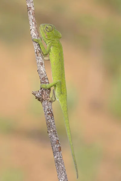 Africké Chameleon Chamaeleo Africanus Větvi Rozmazané Pozadí — Stock fotografie