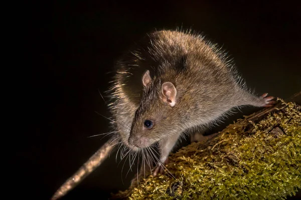 Wild Bruine Rat Rattus Norvegicus Log Inschakelen Bij Nacht Hoge — Stockfoto