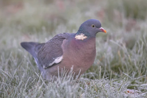 Wood pigeon (Columba palumbus) frontal view of one bird in frosty grass with rime