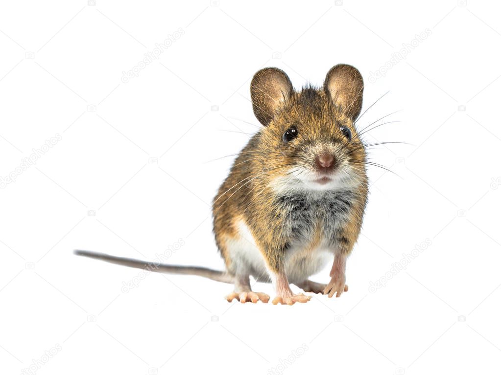Adorable Wood mouse (Apodemus sylvaticus) isolated on white background. This cute looking mouse is found across most of Europe and is a very common and widespread species.