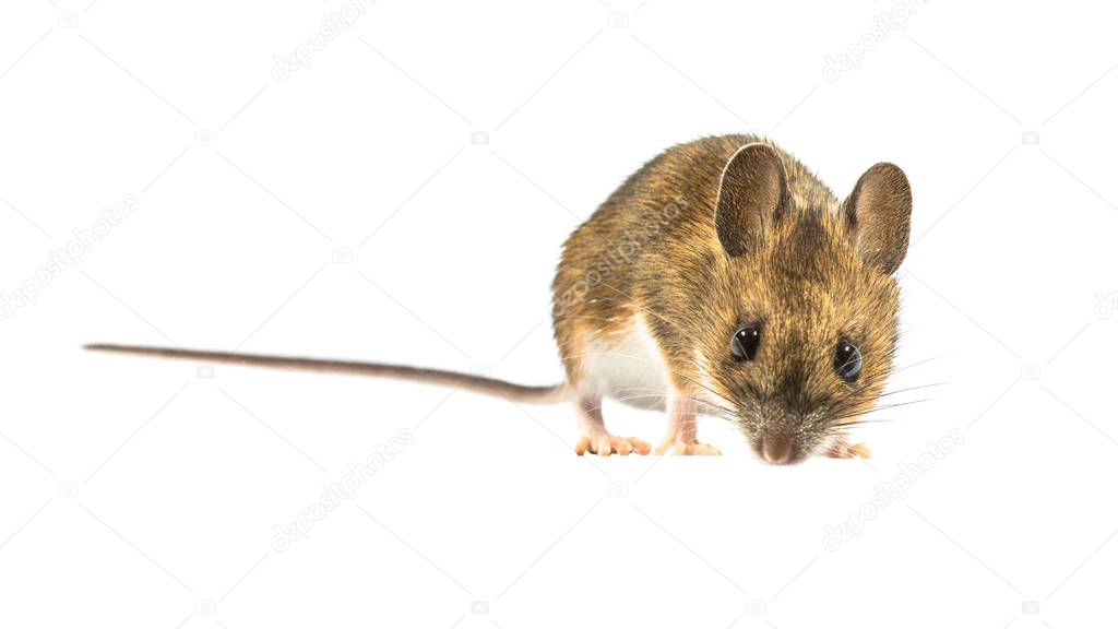 Fearful Wood mouse (Apodemus sylvaticus) isolated on white background. This cute looking mouse is found across most of Europe and is a very common and widespread species.