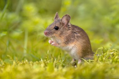 Doğal çevre ve kamera seyir ahşap düz duran fare (Apodemus sylvaticus) yeşil yosun