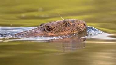 Biesbosch Doğa Koruma Alanı 'nda gün batımında renkli sularda yüzen Avrupa kunduzu (Castor lifi).