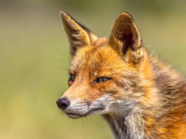 Kızıl Tilki (Vulpes vulpes) portre parlak yeşil arka plana sahip. Bu güzel vahşi hayvan vahşi. Yana doğru seyir Sly.