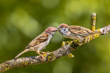 Besleme genç kuş dalda yeşil arka plan ile Avrasya Ağaç Serçesi (Passer montanus) üst