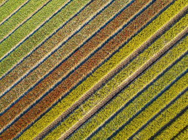 Yukarıdan lale tarlası. Hollanda 'nın Drenthe eyaleti, Beilen yakınlarındaki Ampul tarlalarının hava görüntüsü