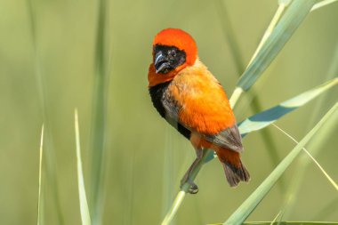 Reed Kruger Milli Parkı Güney Afrika'da tünemiş iken Güney Red Bishop (Euplectes orix) kuş şarkı