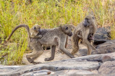 İki Chacma maymun (Papio ursinus) anne hayvan Köprüsü'nde Kruger national park Güney Afrika emdikleri genç ile yürüme