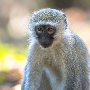 Yakışıklı kamera Kruger Milli Parkı Güney Afrika'da vervet maymun (Chlorocebus pygerythrus)