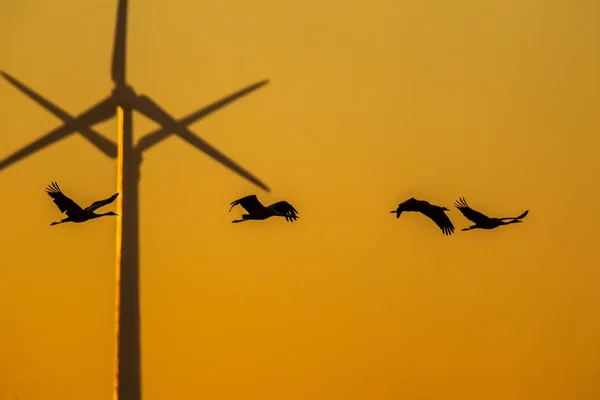 在风力涡轮机前飞行的起重机 Grus Grus Grus 撞在落日的橙色天空中 — 图库照片