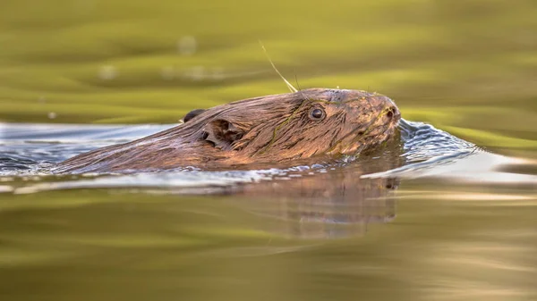 European Beaver Castor Fiber Swimming Colorful Water Sunset Biesbosch Nature — Stock Photo, Image