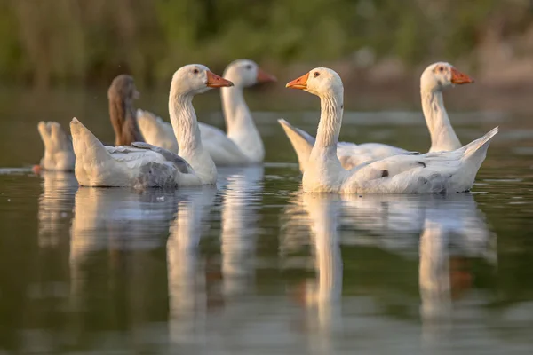 Group White Geese Anser Anser Domesticus Looking Alerted Camera Flee — Stock Photo, Image