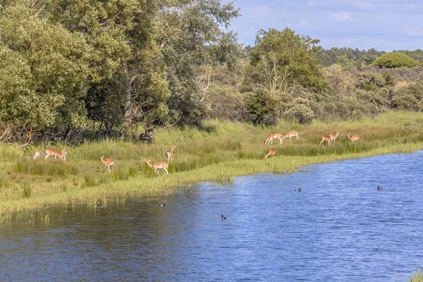 Daněk Evropský Dama Dama Pasoucí Břehu Řeky Amsterdamse Waterleidingduinen Přírodní — Stock fotografie