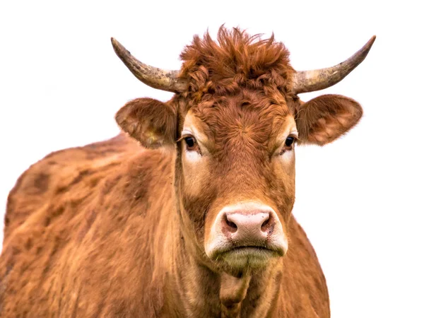 Funny Cow Portrait Close Young Cattle Wig Horns White Background — Stock Photo, Image