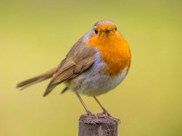 Red Robin Erithacus Rubecula Ładny Ptak Siedzący Post Kolorowe Tło — Zdjęcie stockowe