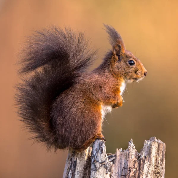 Vörös Mókus Sciurus Vulgaris Csomagtartóba Míg Állat Arra Törekszik Barátságos — Stock Fotó